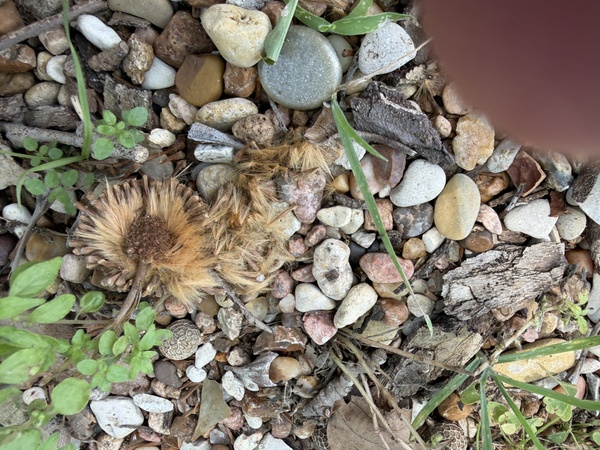 They dry out in the fall. Hundreds or maybe even thousands of the fluff seeds come off the center c…