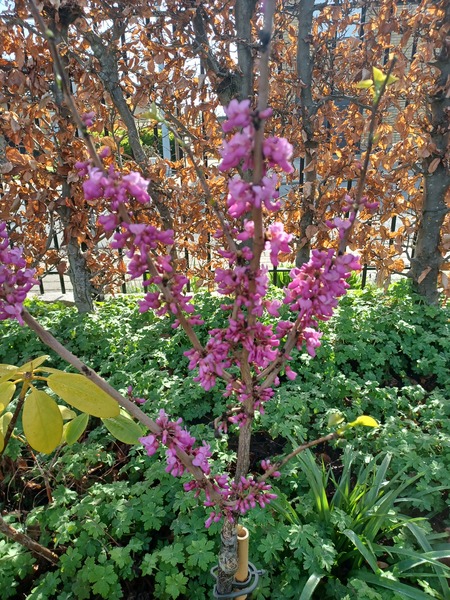 Good morning treechat.
Cercis chinensis flowers.