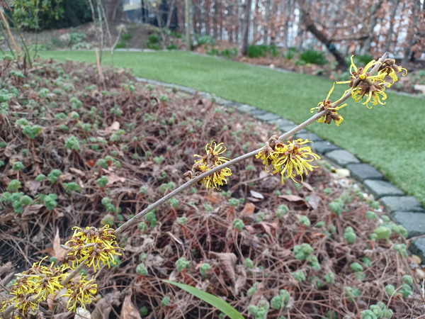 Witch hazel,for the first time flowering in my garden.
Spring is coming!