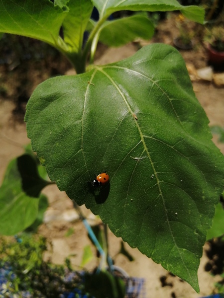 A few of our Arugula plants (and some others also) are currently under attack by white flies.

Luck…