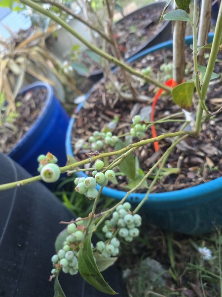 Blueberries soon.