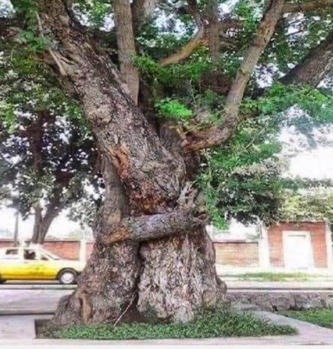Hugging trees.
