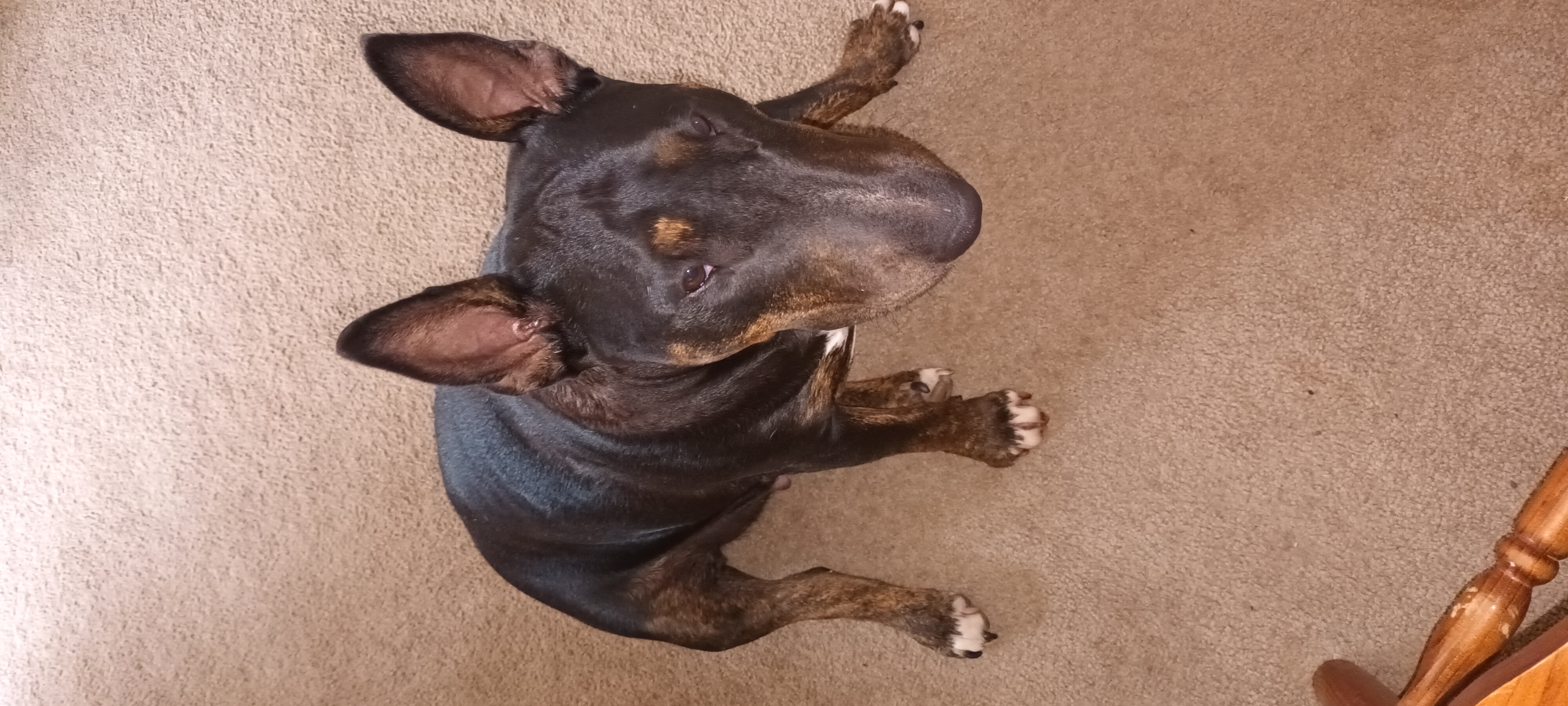 Isa good girl says hi.