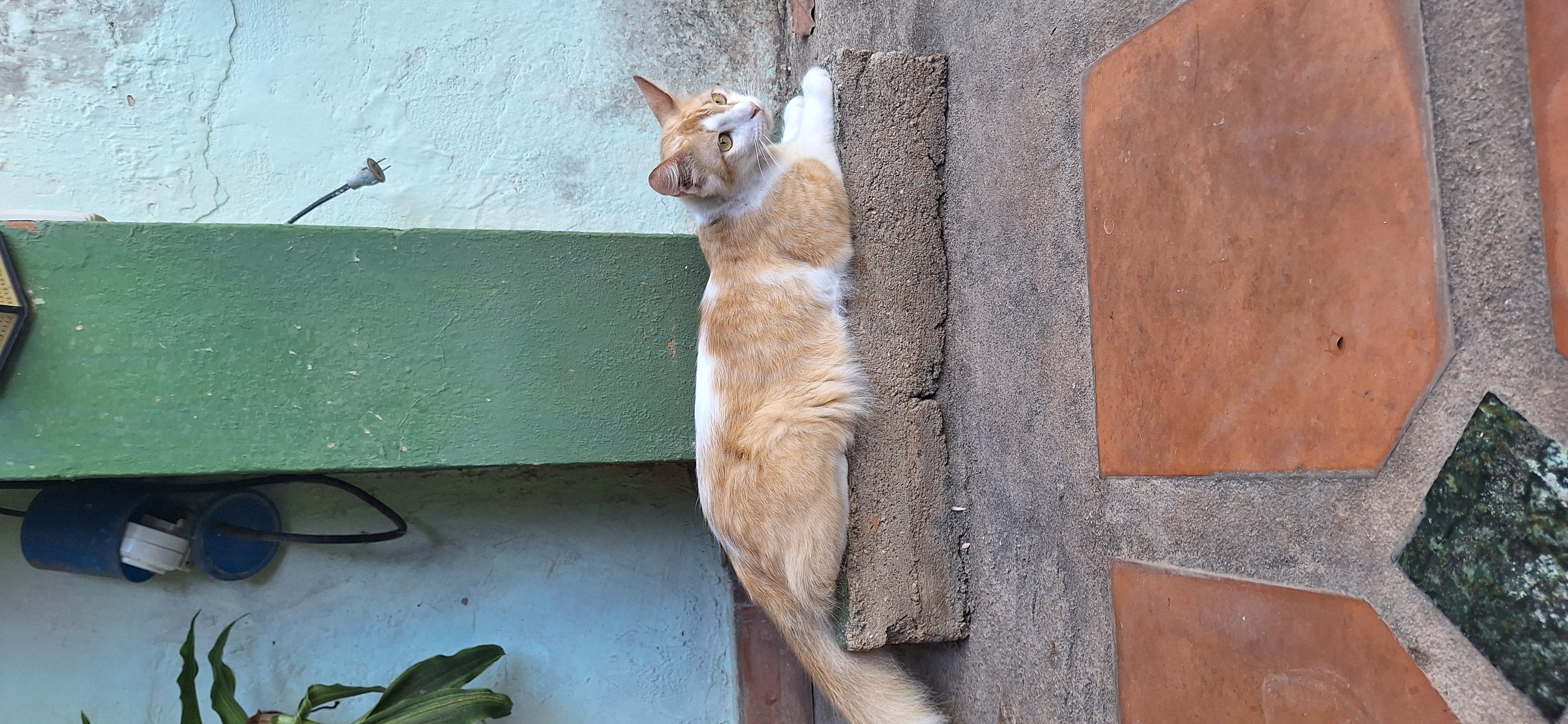 My cat very relaxed today.