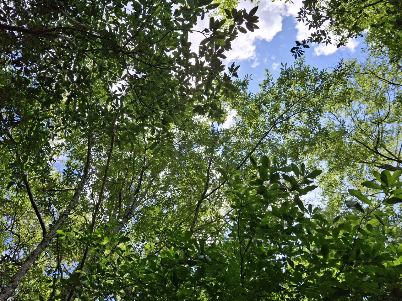 florida amazon