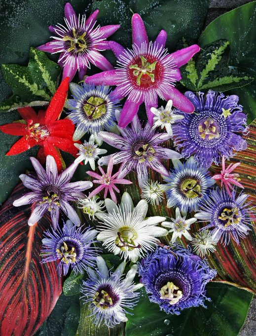 'Genus Passiflora'
