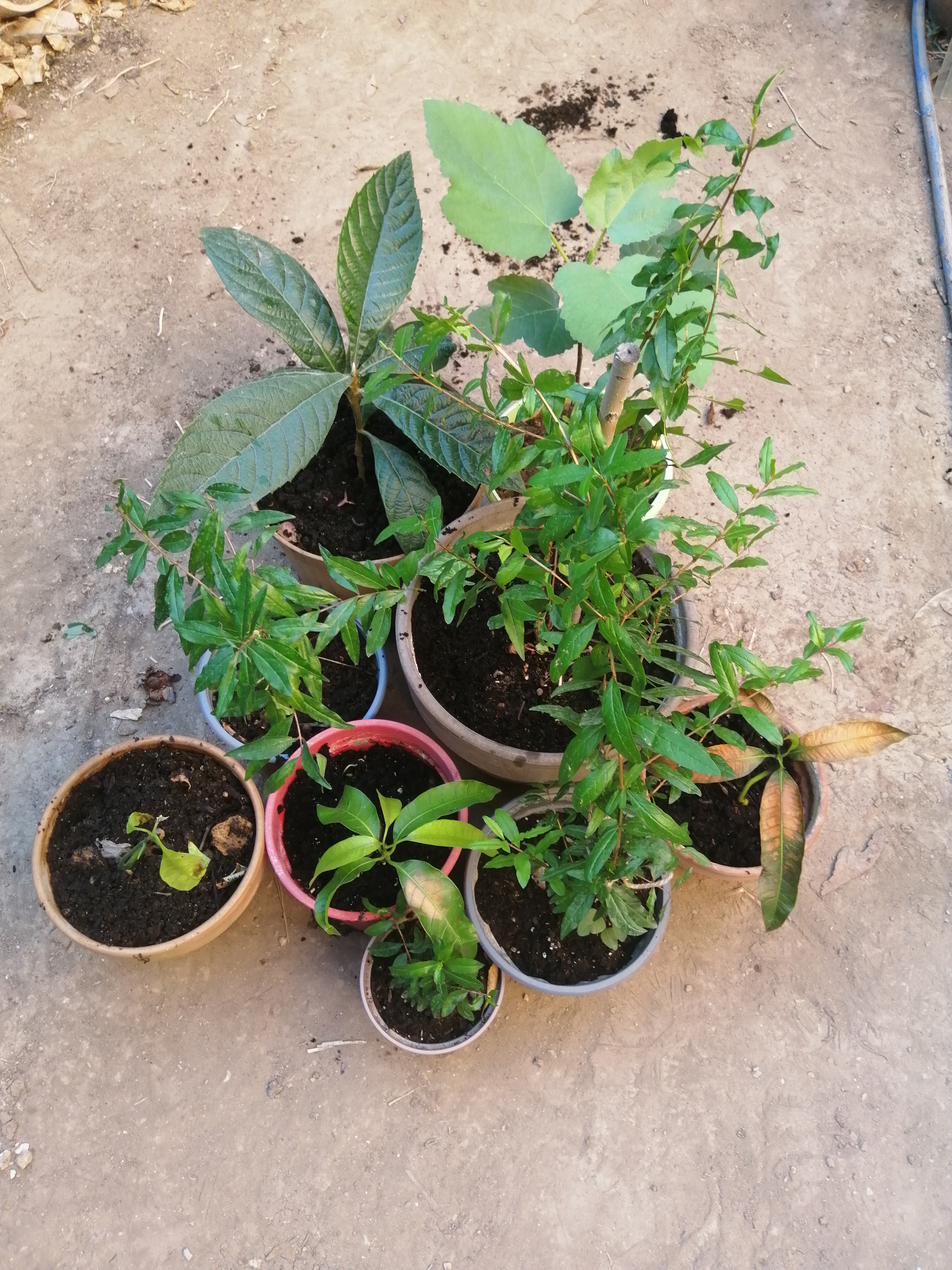 These are the actual trees.
One Mango tree was moved a little to fast into the blasting sun. Let's …