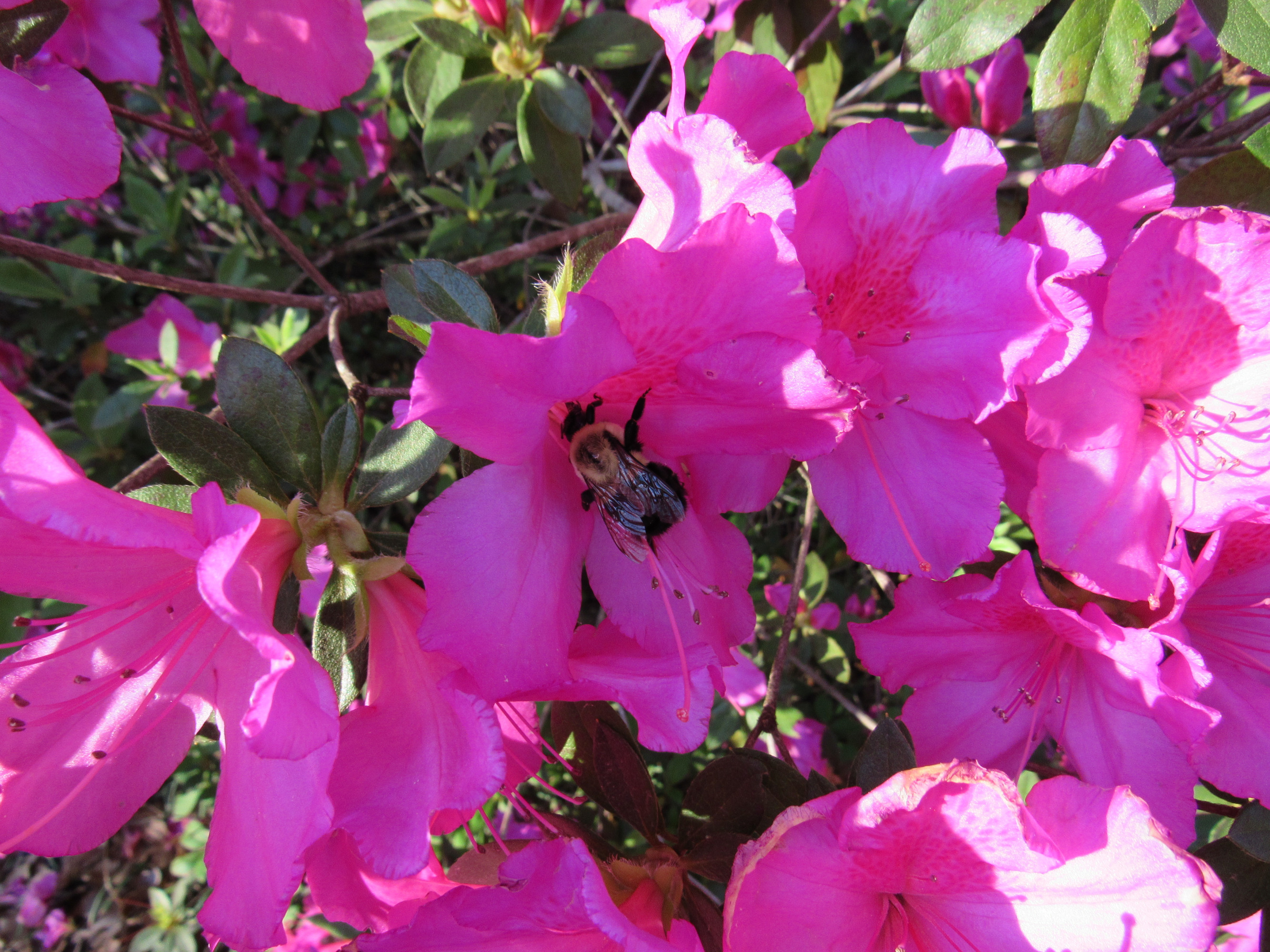 beesv