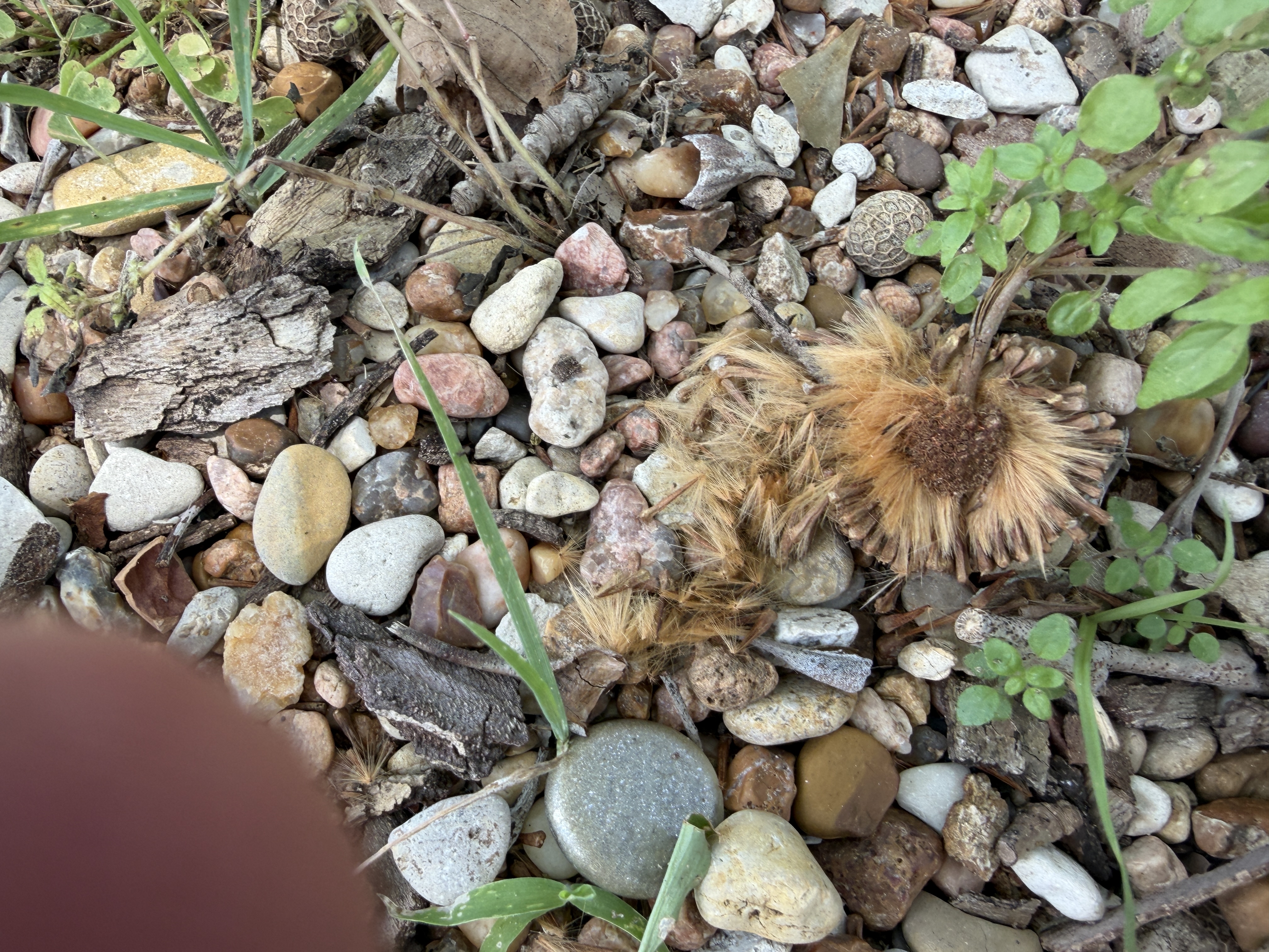 They dry out in the fall. Hundreds or maybe even thousands of the fluff seeds come off the center c…