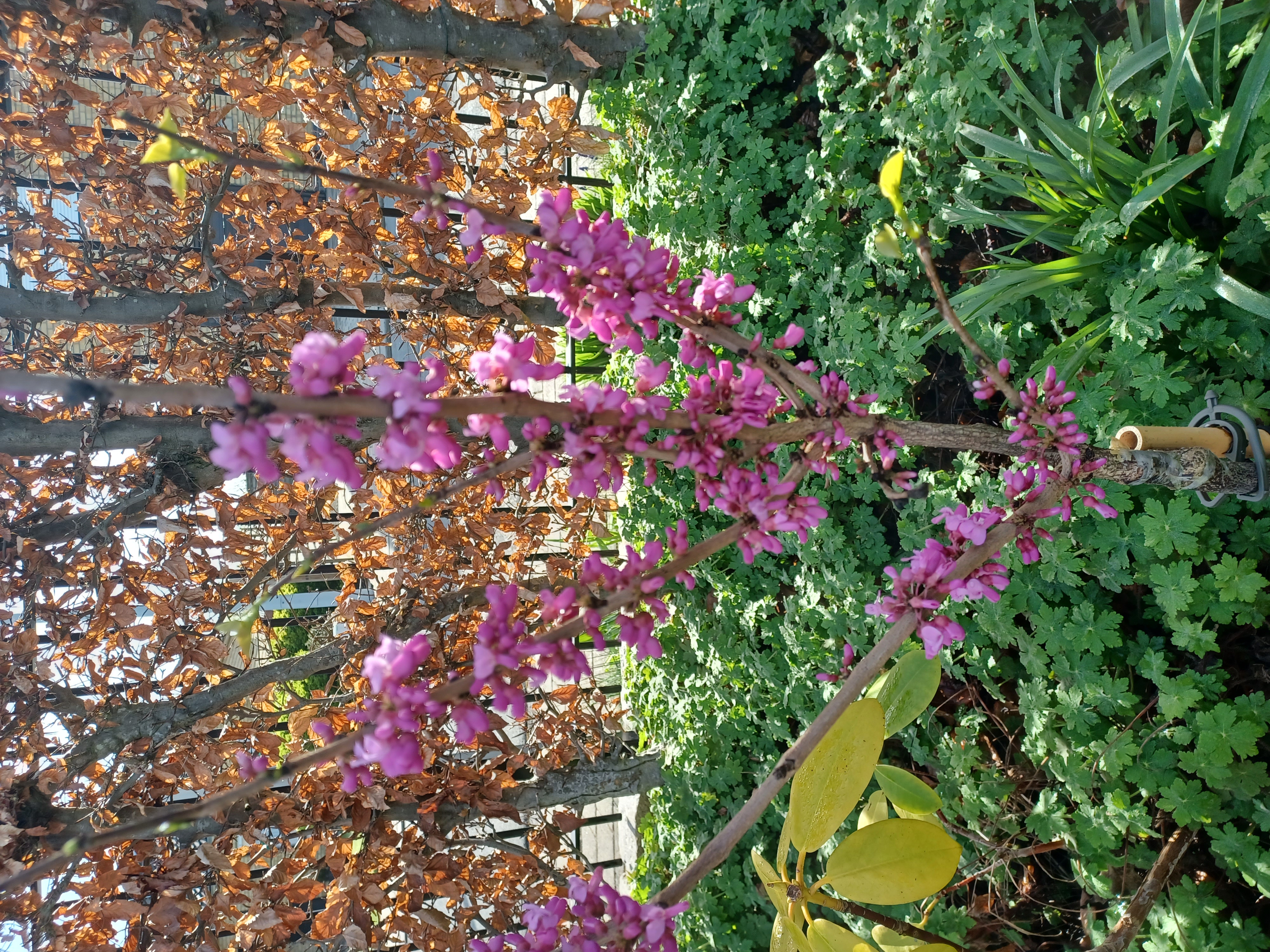 Good morning treechat.
Cercis chinensis flowers.