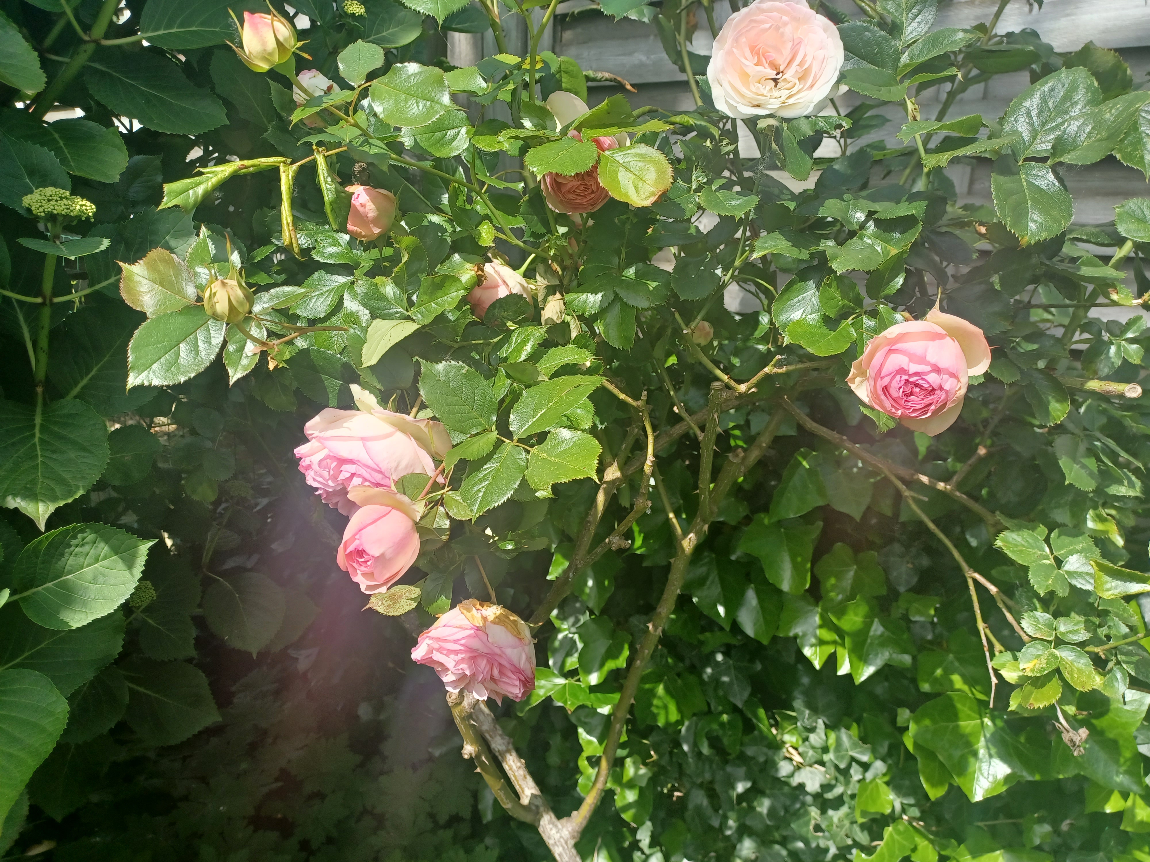 Good morning treechat.
Heatwave coming ?