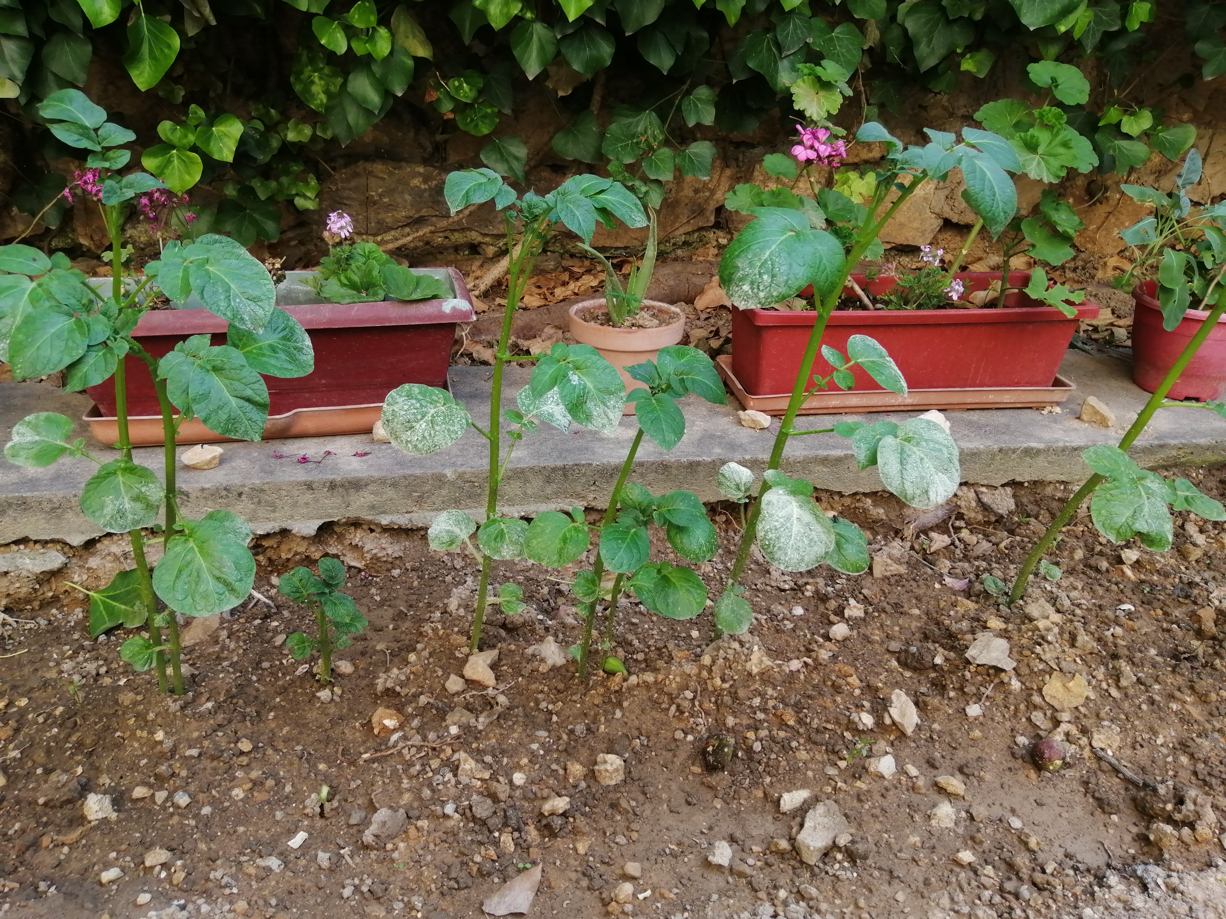 As the kids and cousins love my homemade potato chips, I also planted a few rows of potatoes.

I ho…