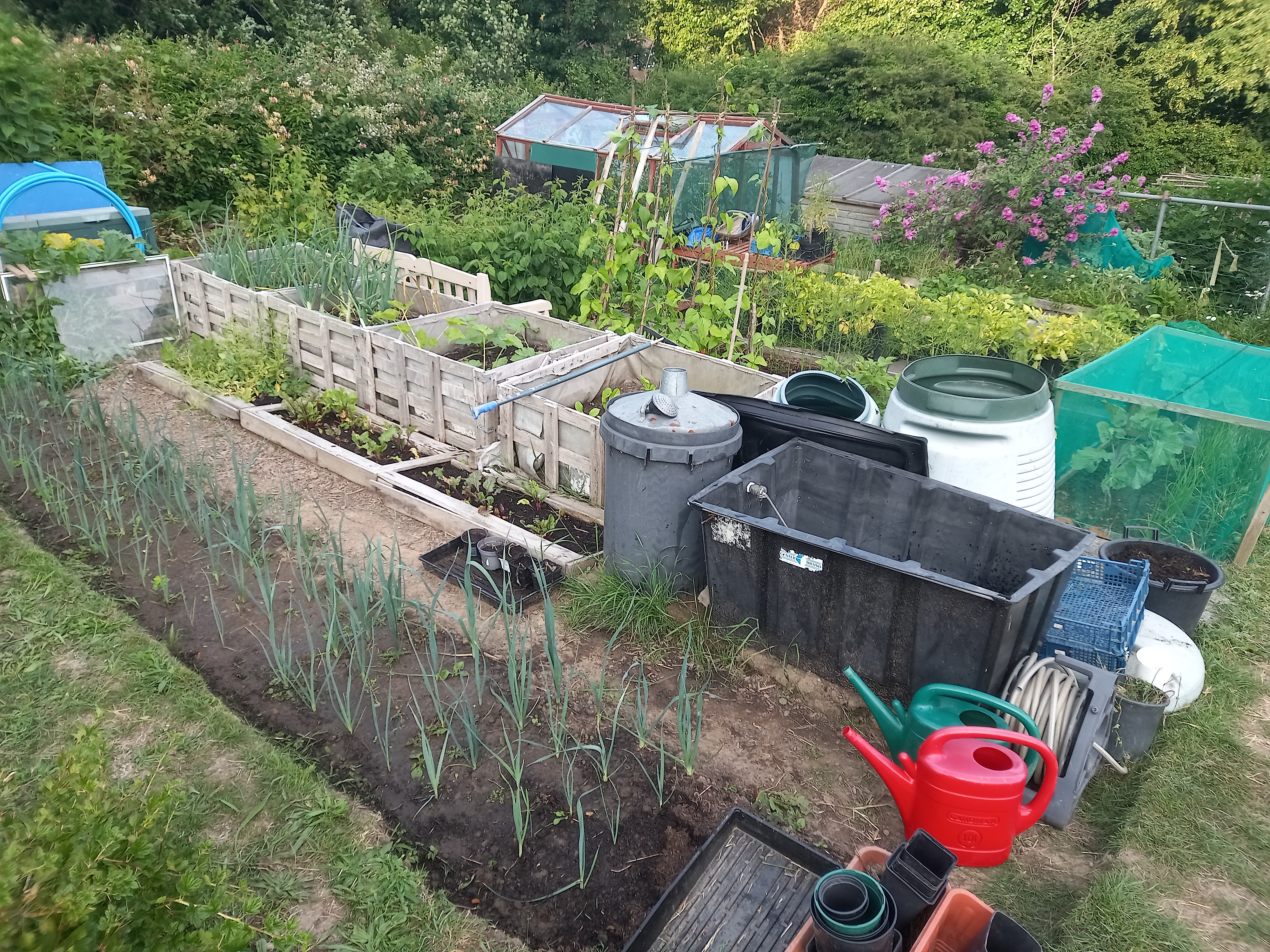 Grow Your Own 
I moved to Thailand two years ago but had grown vegetables at an allotment for sever…