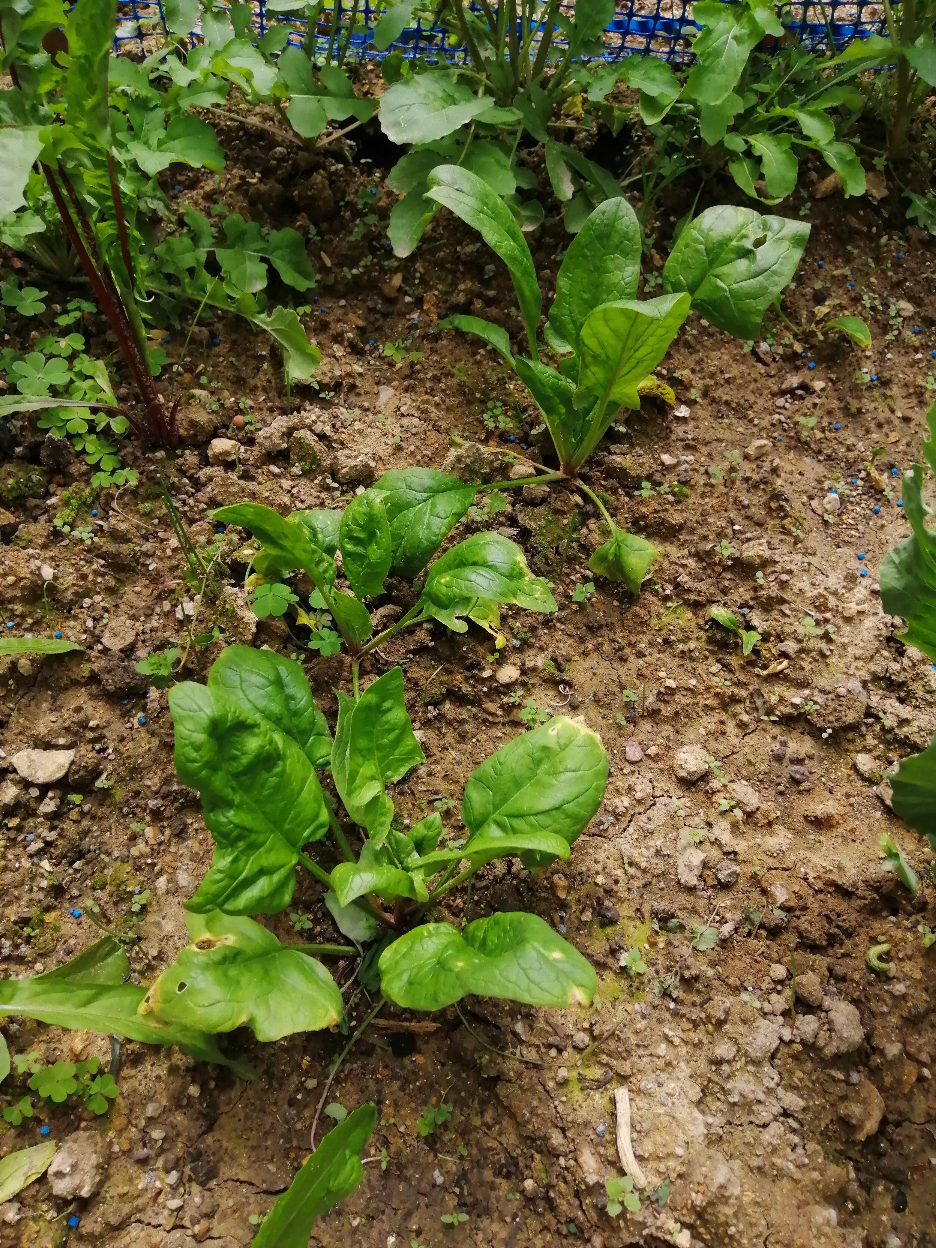 I had planted over 40 spinach plants but some creatures like Slugs and Snails (I guess) decided to …