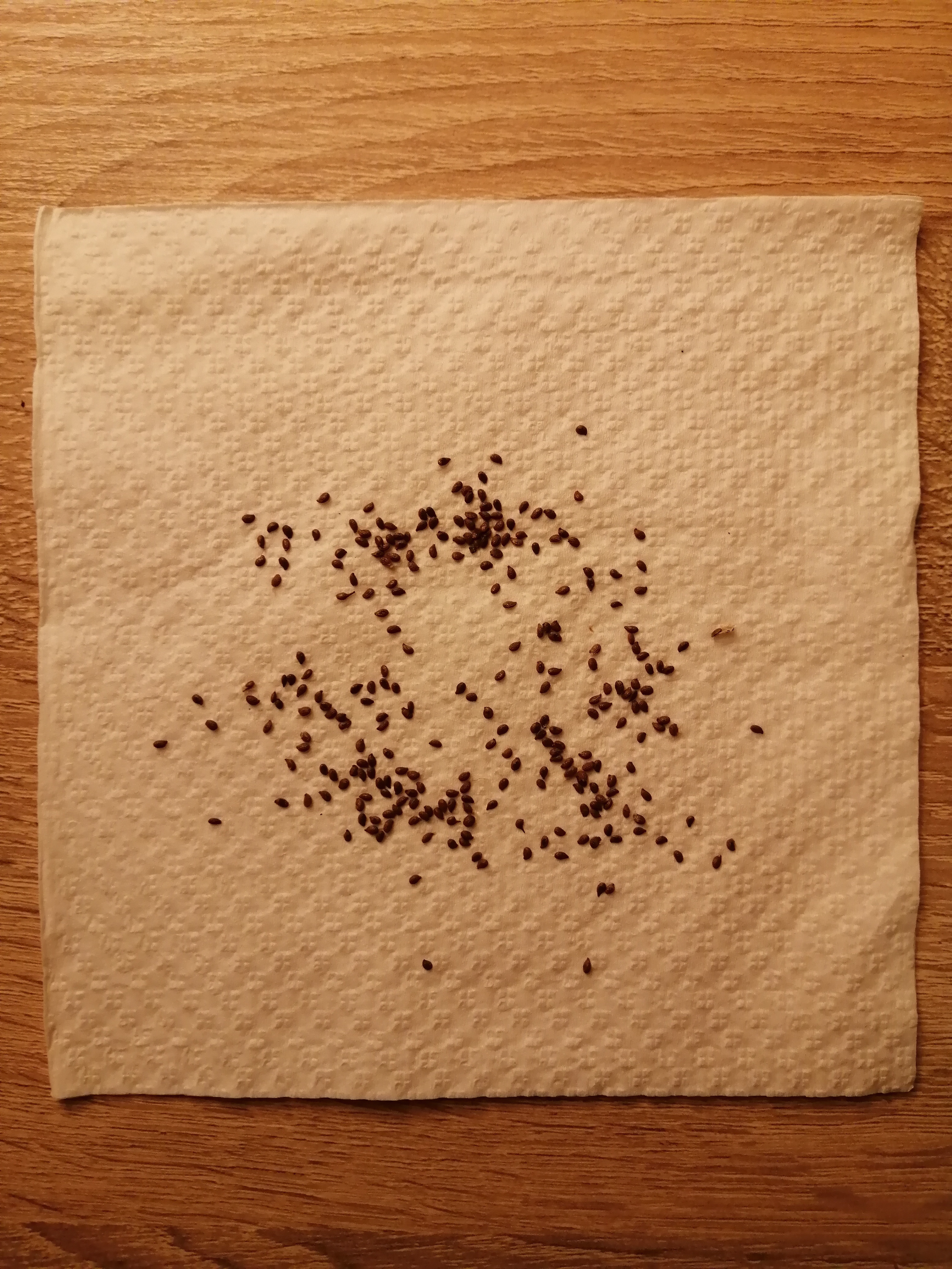 Green Kiwi seeds that have been in the refrigerator for about 3 months for cold stratification. Now…