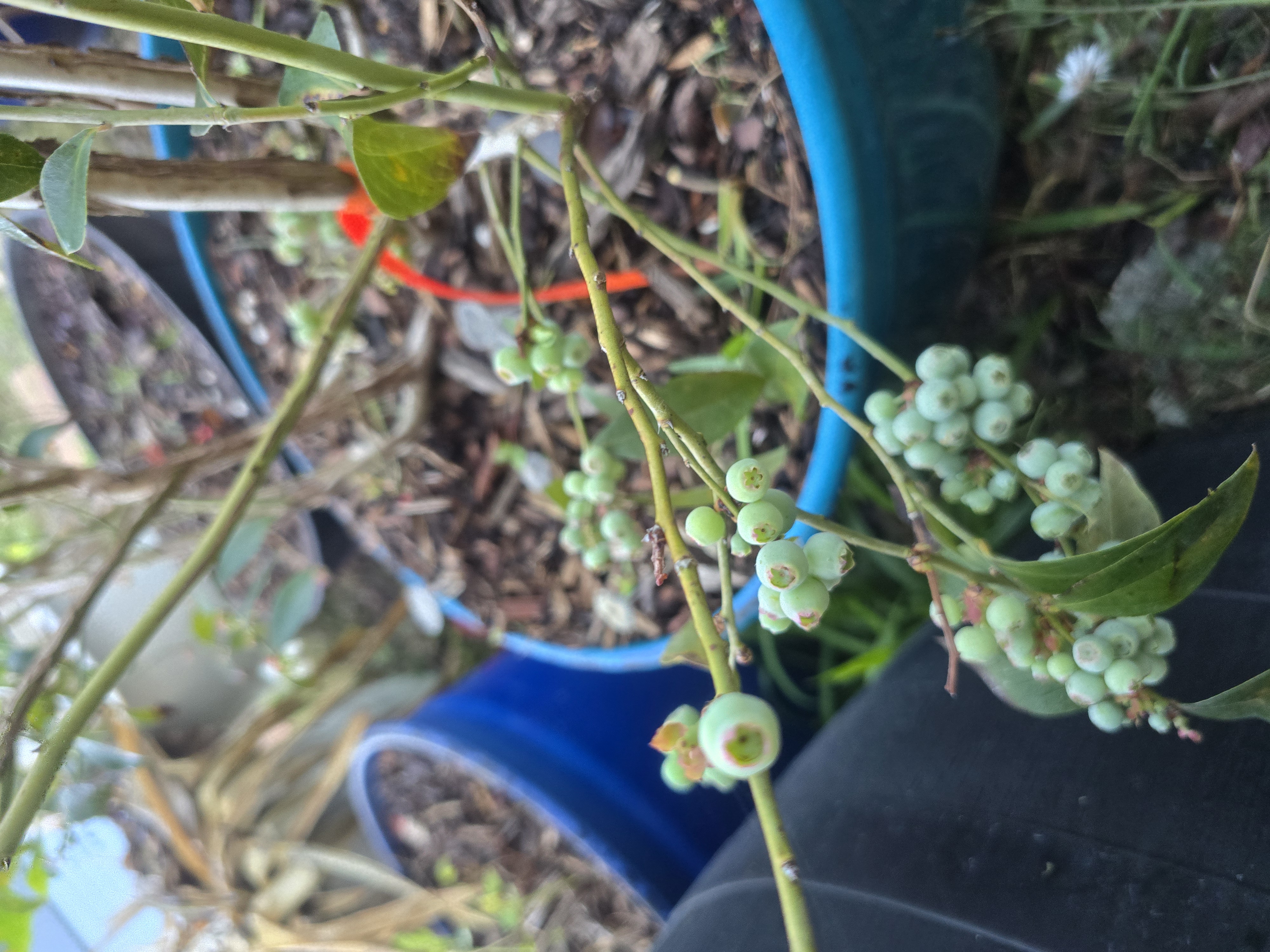 Blueberries soon.