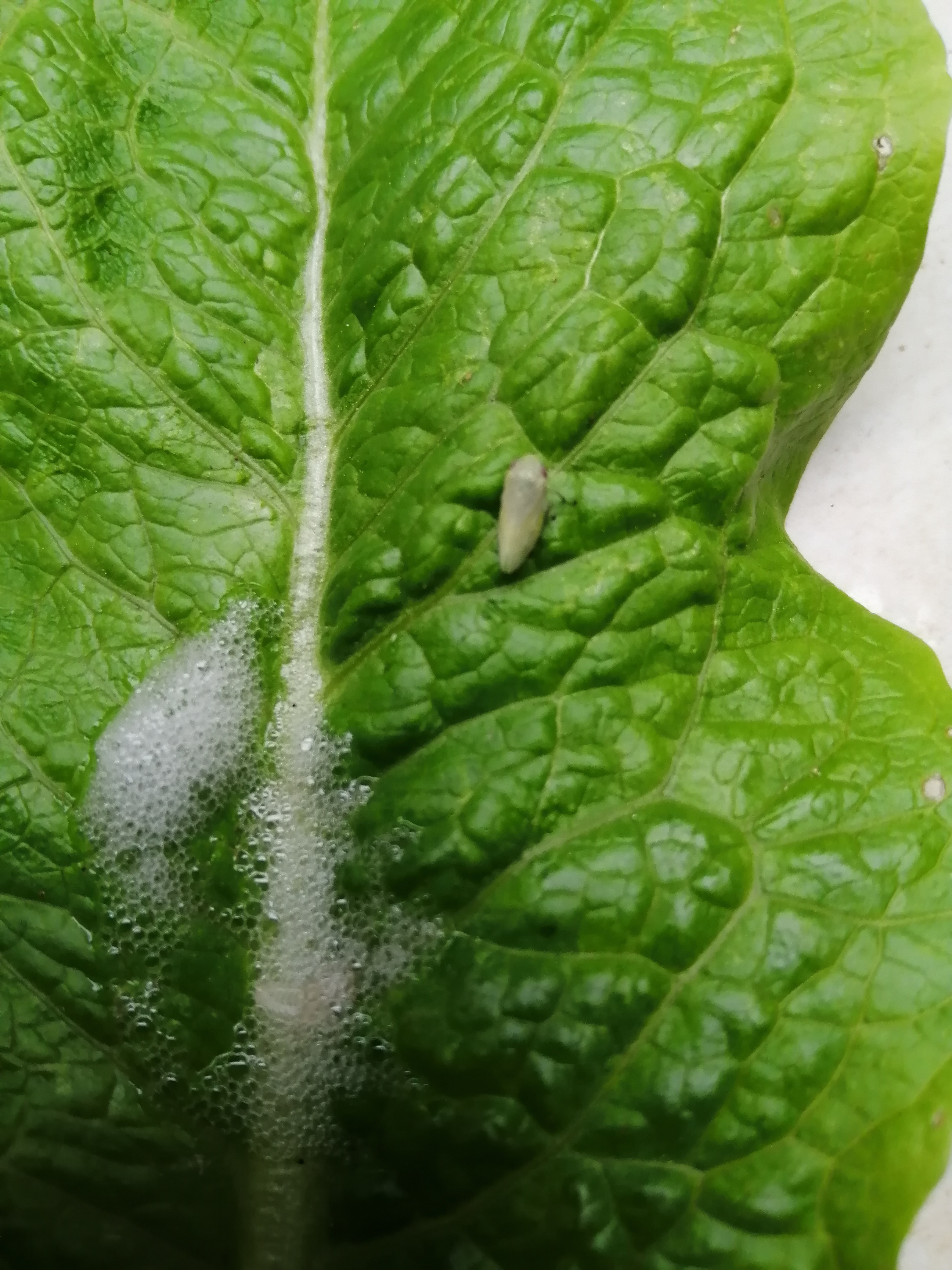 After I blew away the foam, indeed some small bug appeared. An older farmer told me that it is the …